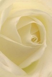 Nestled as if within the silent embrace of a Cheam morning, this dramatic close-up draws you deep into the heart of a cream-white rose. The petals unfurl in a hypnotic spiral, each whisper-light and softly textured, touched with the faint glow of early sunlight. Shadows trace gentle arcs between ivory folds, adding both depth and subtle drama that evoke the peace found along the quiet paths of Nonsuch Park or in the stillness before a meaningful gathering. The mood is serene, the kind that speaks of gentle condolences, new beginnings, or simple admiration-the rose perfectly embodying reverence that is at home in Cheam's warm community spirit. Its fragrance, sweet yet understated, seems to hover just out of reach, and the perspective, so close, allows you to sense not just the flower itself but also the attentive artistry and heartfelt emotion of the local artisan behind every thoughtful composition. This timeless rose, selected for moments that matter, is truly a testament to skilled hands and Cheam's enduring appreciation for beauty.